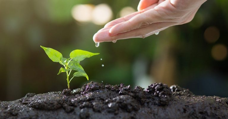 regando planta con la mano
